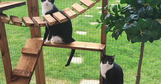 Standard Domestic Cat Catio Accessories