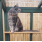 Maine Coon and Large Breed Catio Accessories
