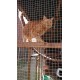 The Catwalk Vista – 12ft x 4ft x 8ft Lean-To Catio