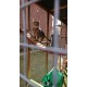 The Catwalk Vista – 12ft x 4ft x 8ft Lean-To Catio